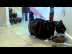 WGhPWnM1dG9wWW8x_o_fat-cat-with-no-legs-being-pet.jpg
