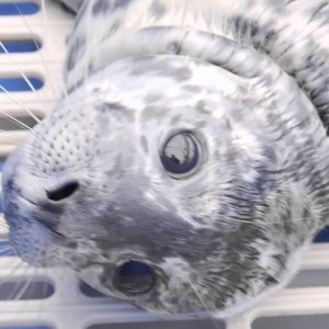 Meet a couple Whitecaps Seals
